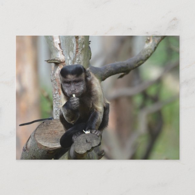 Customise Product Postcard (Front)