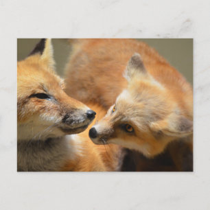 Customise Product Postcard