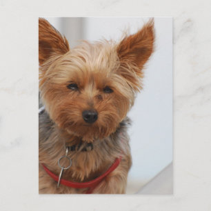 Customise Product Postcard