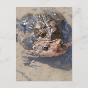 Customise Product Postcard