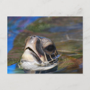 Customise Product Postcard