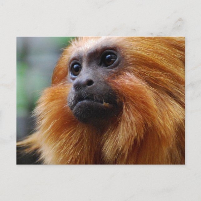 Customise Product Postcard (Front)