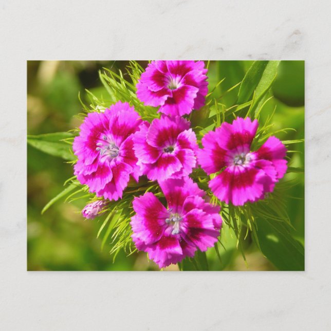 Customise Product Postcard (Front)