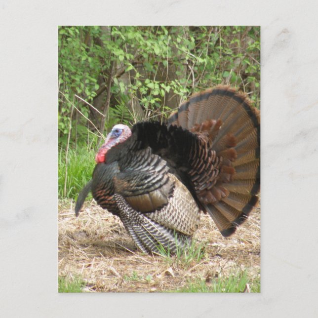 Customise Product Postcard (Front)