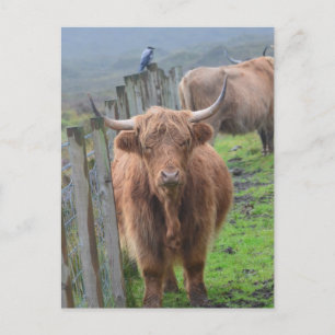 Customise Product Postcard