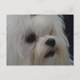 Customise Product Postcard