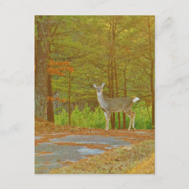 Customise Product Postcard (Front)