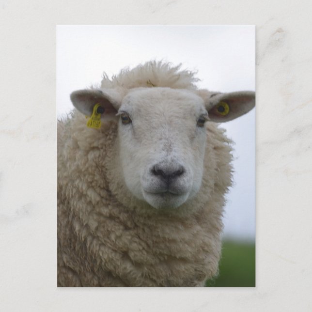 Customise Product Postcard (Front)