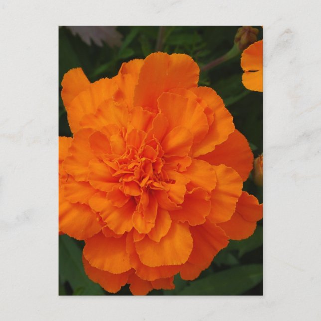 Customise Product Postcard (Front)