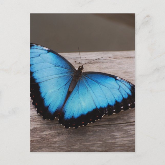 Customise Product Postcard (Front)