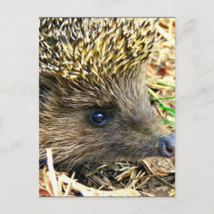 Customise Product Postcard