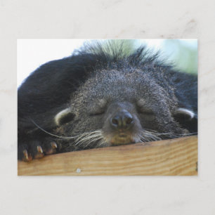 Customise Product Postcard