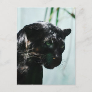 Customise Product Postcard