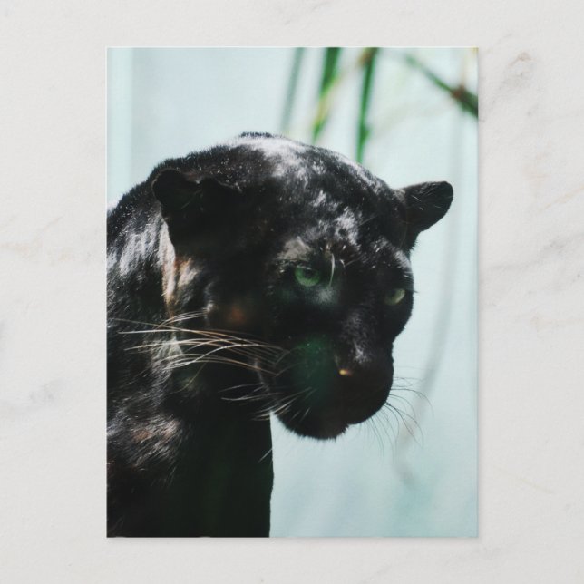 Customise Product Postcard (Front)