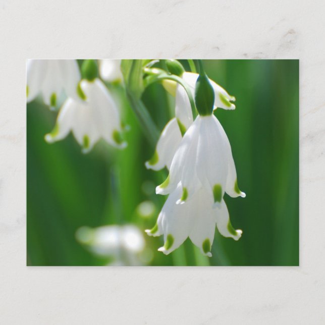 Customise Product Postcard (Front)