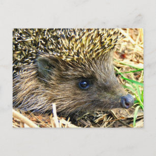 Customise Product Postcard