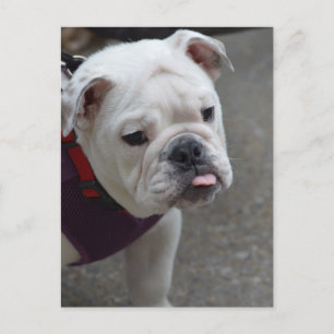 Customise Product Postcard