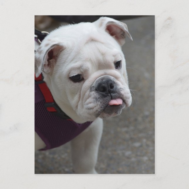 Customise Product Postcard (Front)