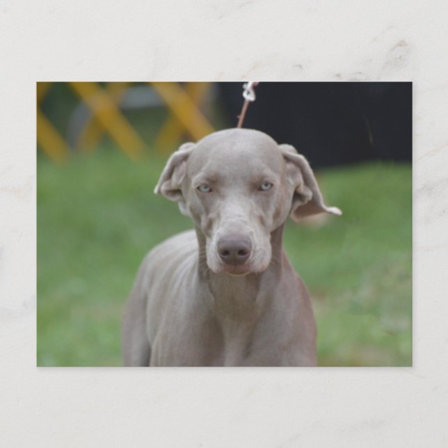 Customise Product Postcard (Front)