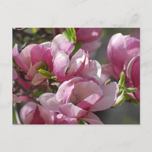 Customise Product Postcard (Front)