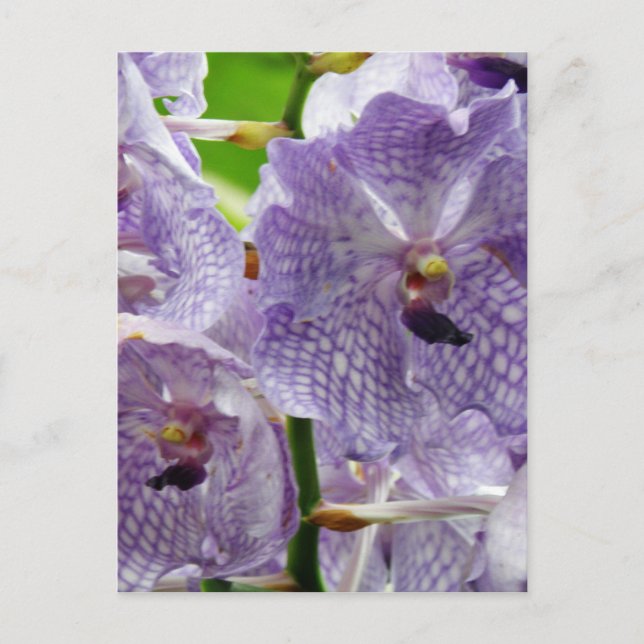 Customise Product Postcard (Front)