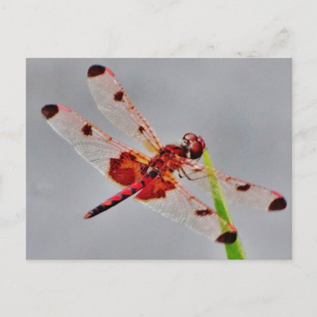 Customise Product Postcard (Front)