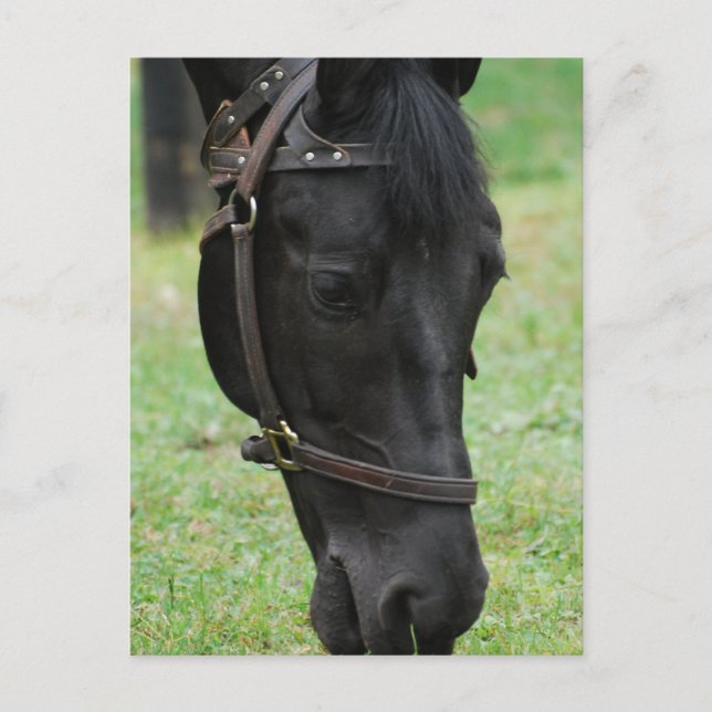 Customise Product Postcard (Front)