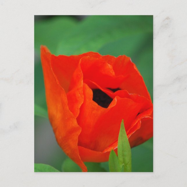 Customise Product Postcard (Front)