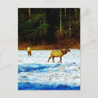 Customise Product Postcard