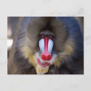 Customise Product Postcard