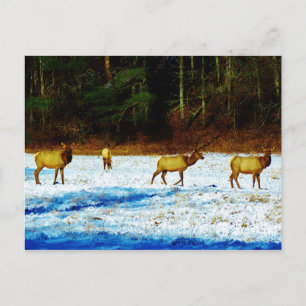 Customise Product Postcard