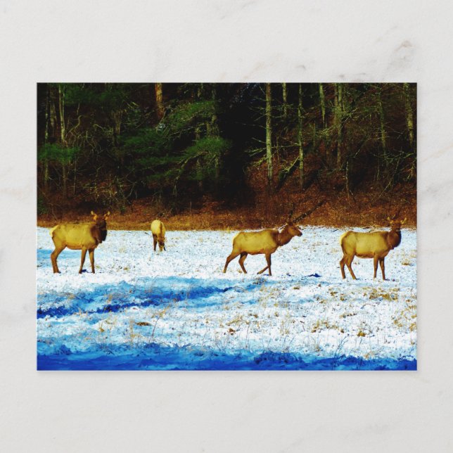 Customise Product Postcard (Front)