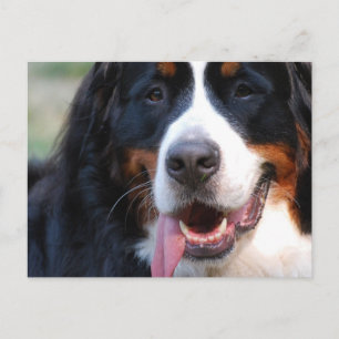 Customise Product Postcard