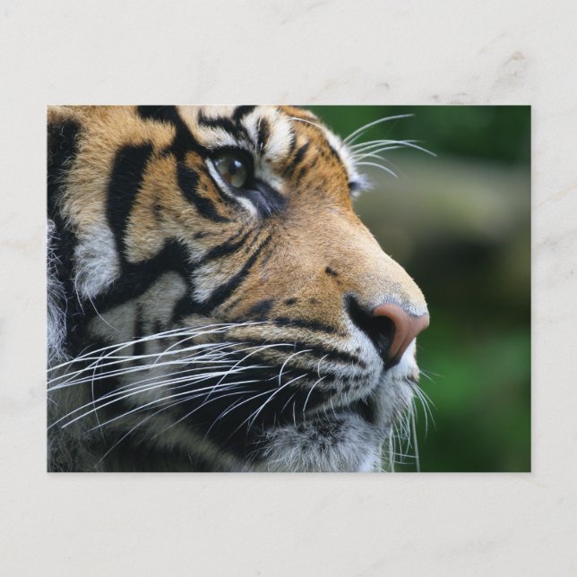 Customise Product Postcard (Front)