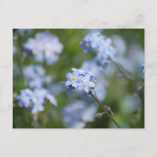 Customise Product Postcard