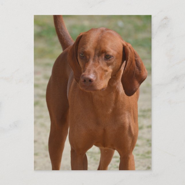 Customise Product Postcard (Front)