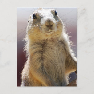 Customise Product Postcard