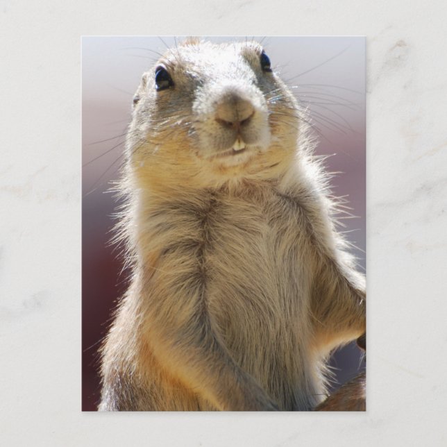 Customise Product Postcard (Front)