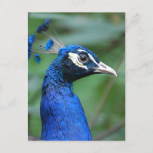 Customise Product Postcard