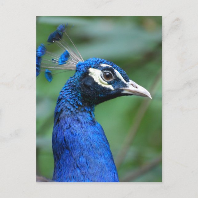 Customise Product Postcard (Front)