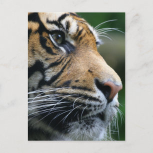 Customise Product Postcard