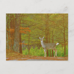 Customise Product Postcard