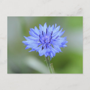 Customise Product Postcard