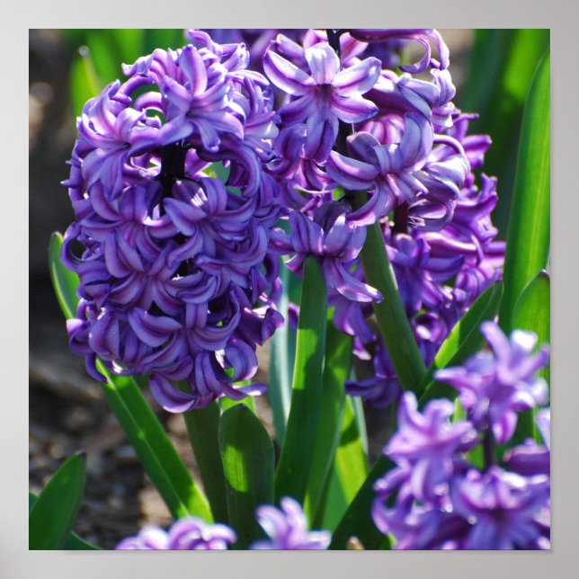 Customise Product Poster (Front)