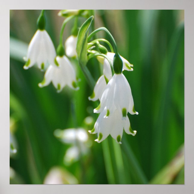 Customise Product Poster (Front)