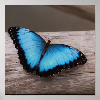 Customise Product Poster