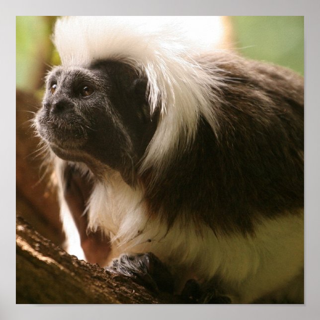 Customise Product Poster (Front)