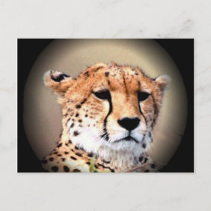Customise Product special Cheetah Postcard