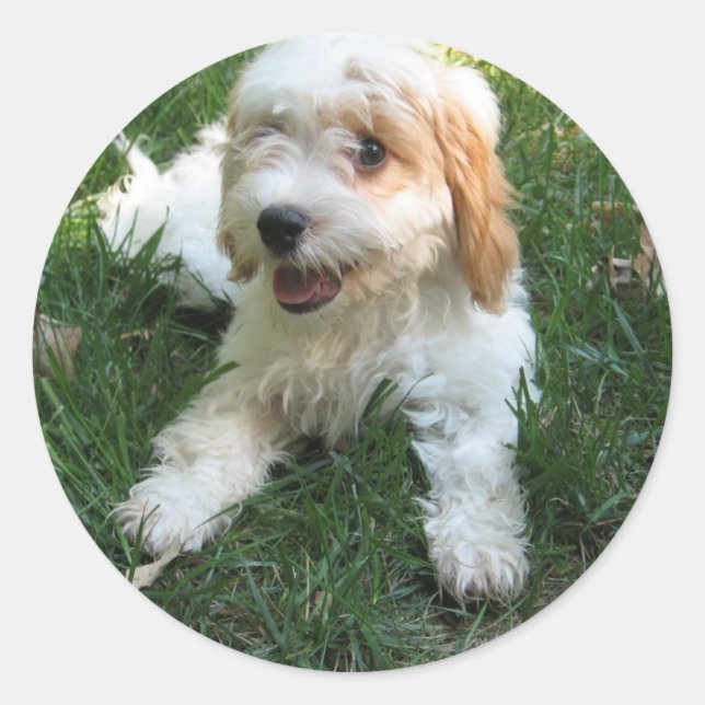 Customised Cavachon Photo Phone Sticker, Dog Classic Round Sticker (Front)