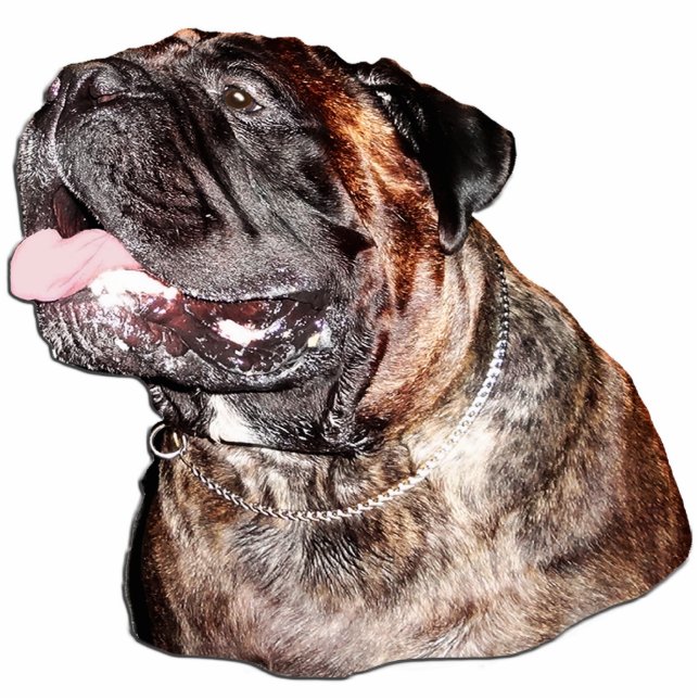 Customised Magnet Sculpture of Brindle Bullmastiff Photo Sculpture Magnet (Front)